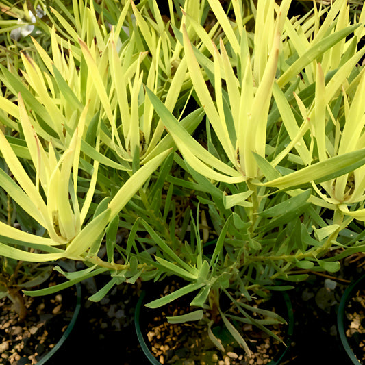 Leucadendron salignum 'Yellow Devil' (Conebush)