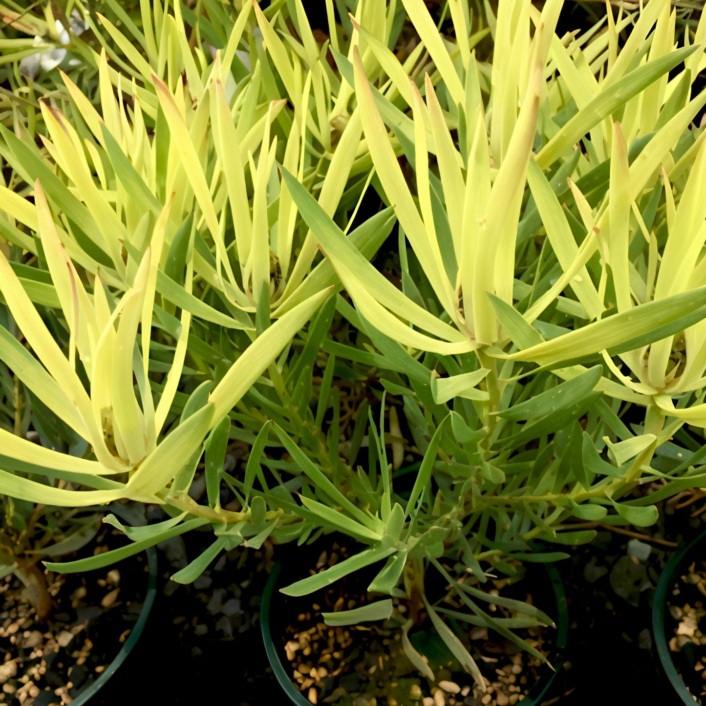 Leucadendron salignum 'Yellow Devil' (Conebush) S002