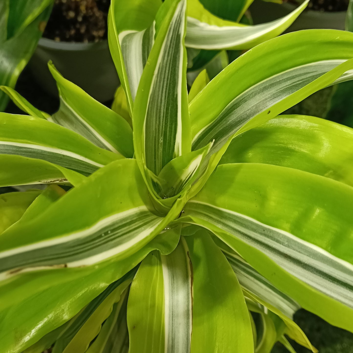 Dracaena fragrans 'Lemon Lime Surprise' (Cornstalk Dracaena)