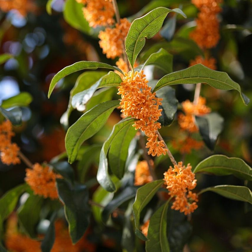 Osmanthus fragrans var. aurantiacus (Orange Sweet Olive)