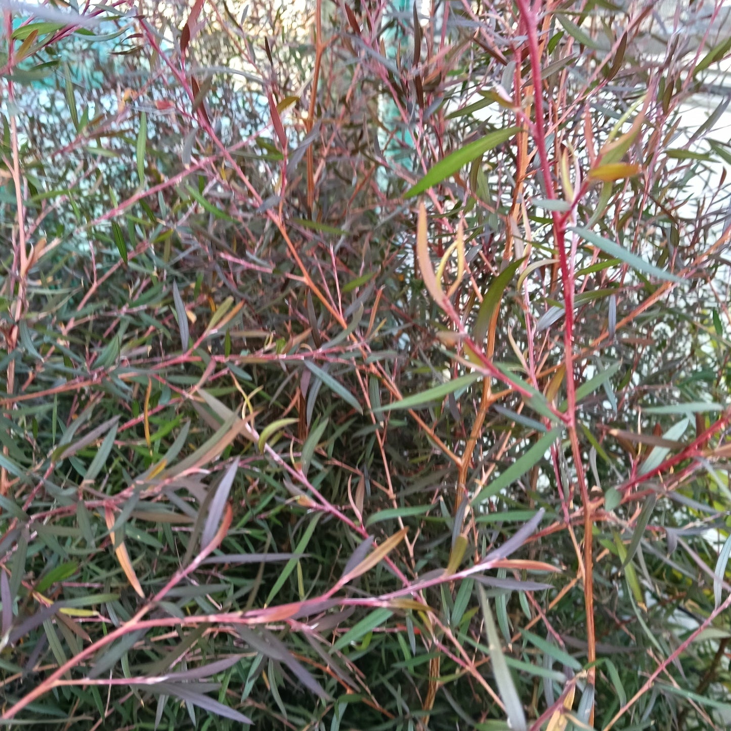 Leptospermum scoparium 'Copper Sheen' (Mānuka) Pikirangi