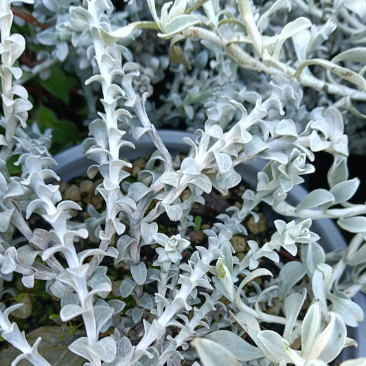 Helichrysum retortum (Sea Strawflower)