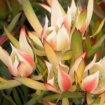 Leucadendron 'Candy Delight' (Conebush) Pikirangi Online Garden Centre