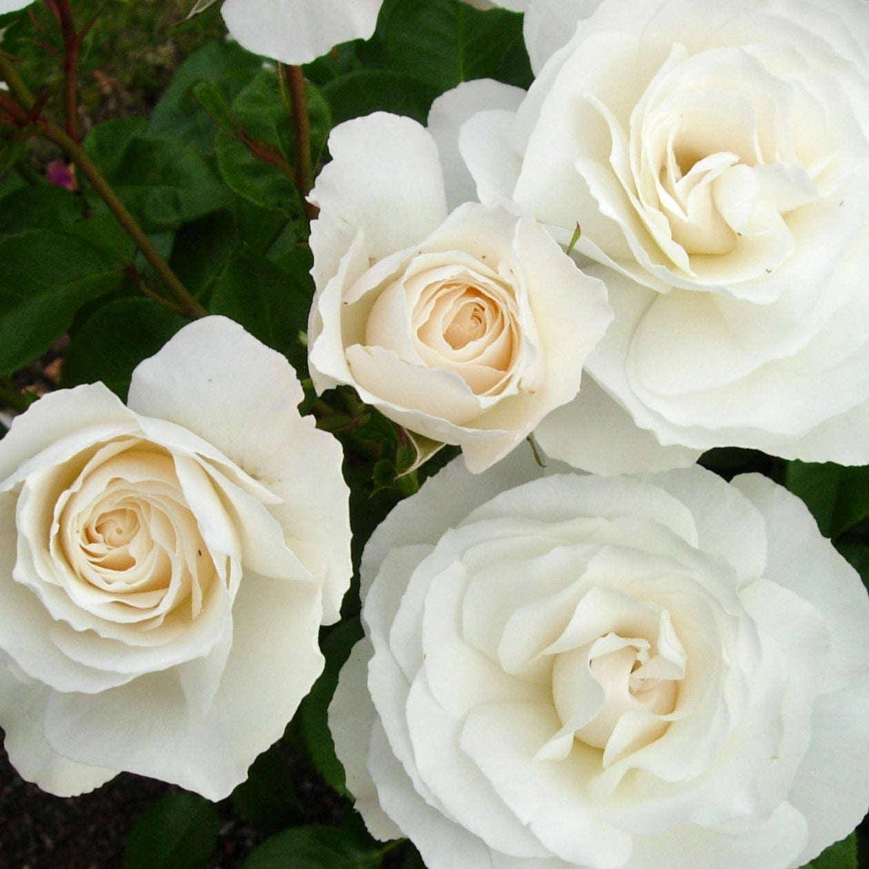 Rosa 'White Romance' (Rose) Pikirangi