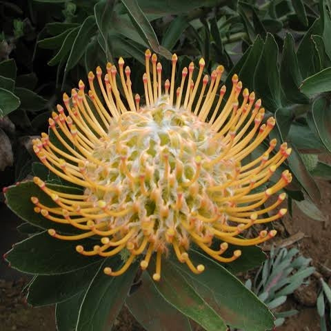 Leucospermum 'Estrelita' (Pincushion Protea)