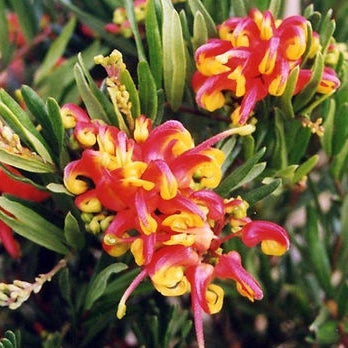 Grevillea 'Bonnie Prince Charlie' (Spider Flower) Pikirangi