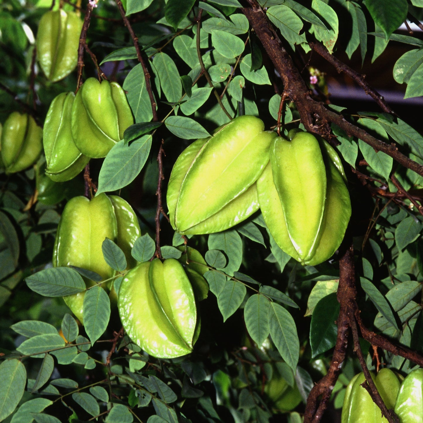 Averrhoa carambola (Star Fruit)