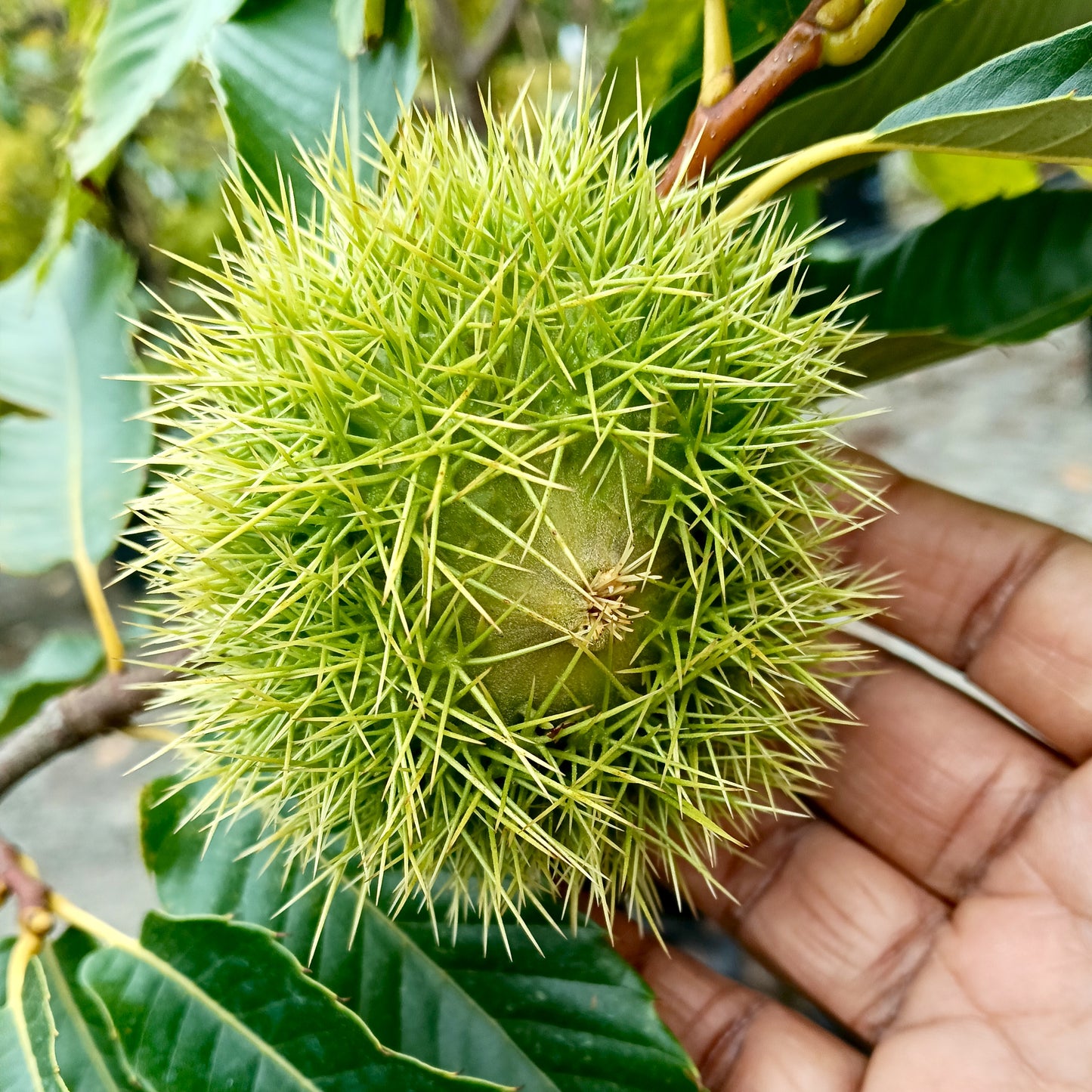 Castanea sativa (Sweet Chestnut)