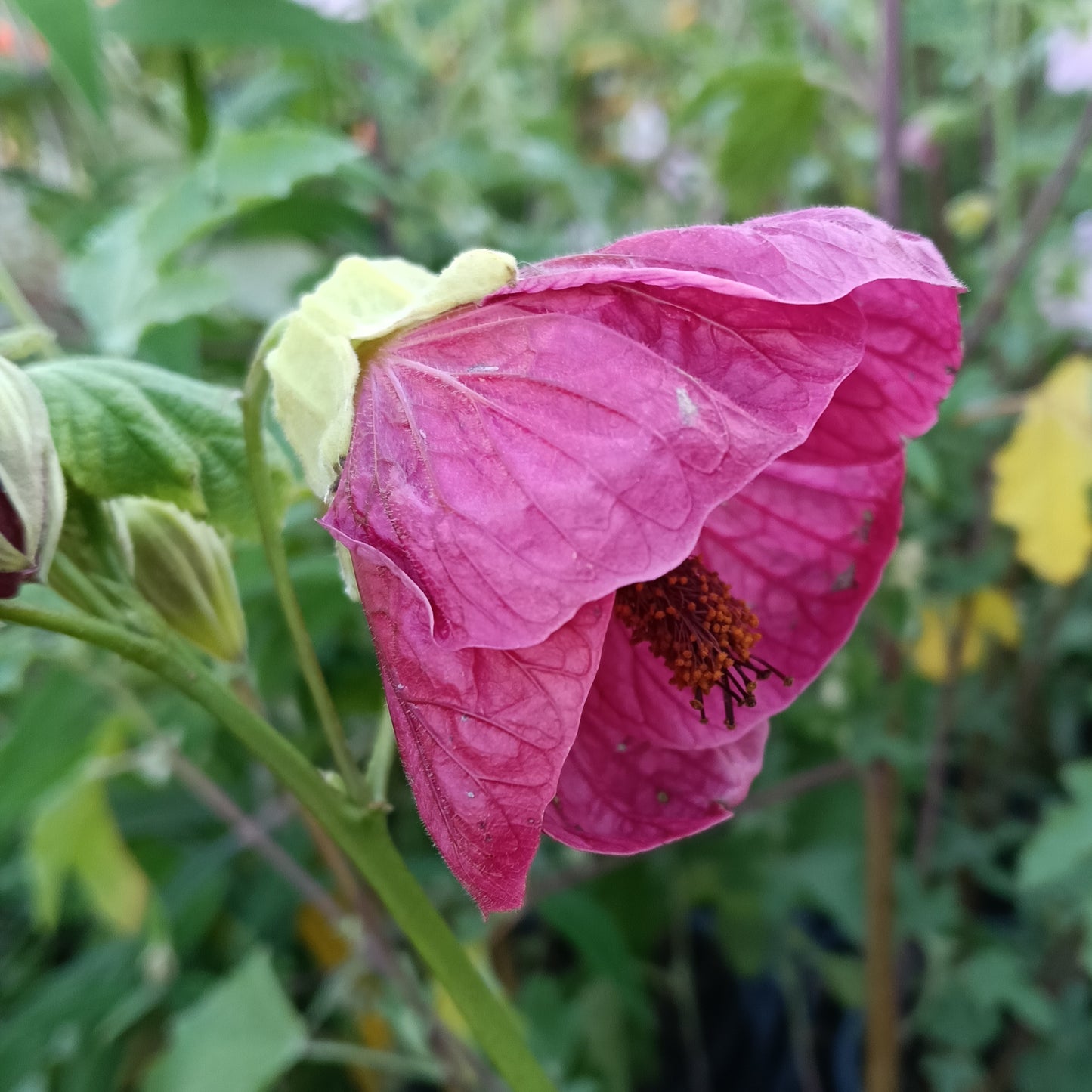 Abutilon x hybridum 'Voodoo' (Chinese Lanterns)