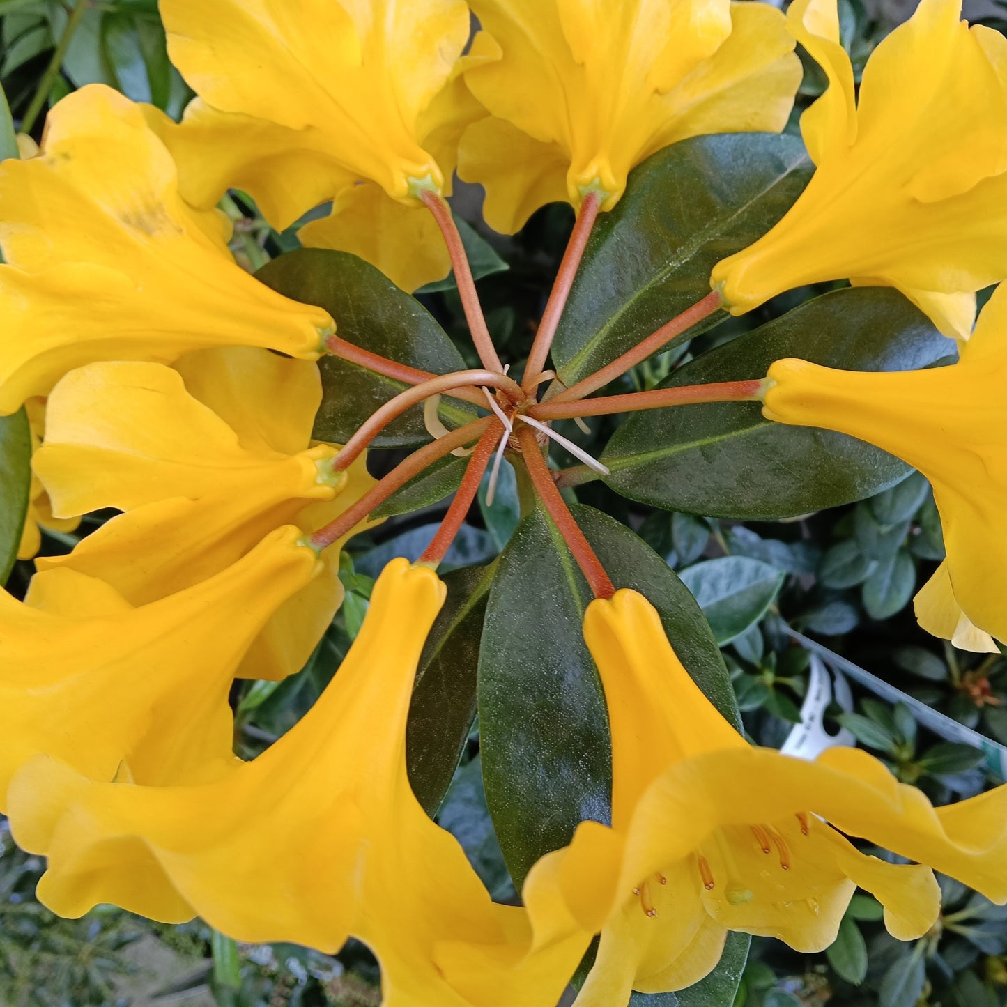 Rhododendron 'Scented Sun' (Vireya) Pikirangi