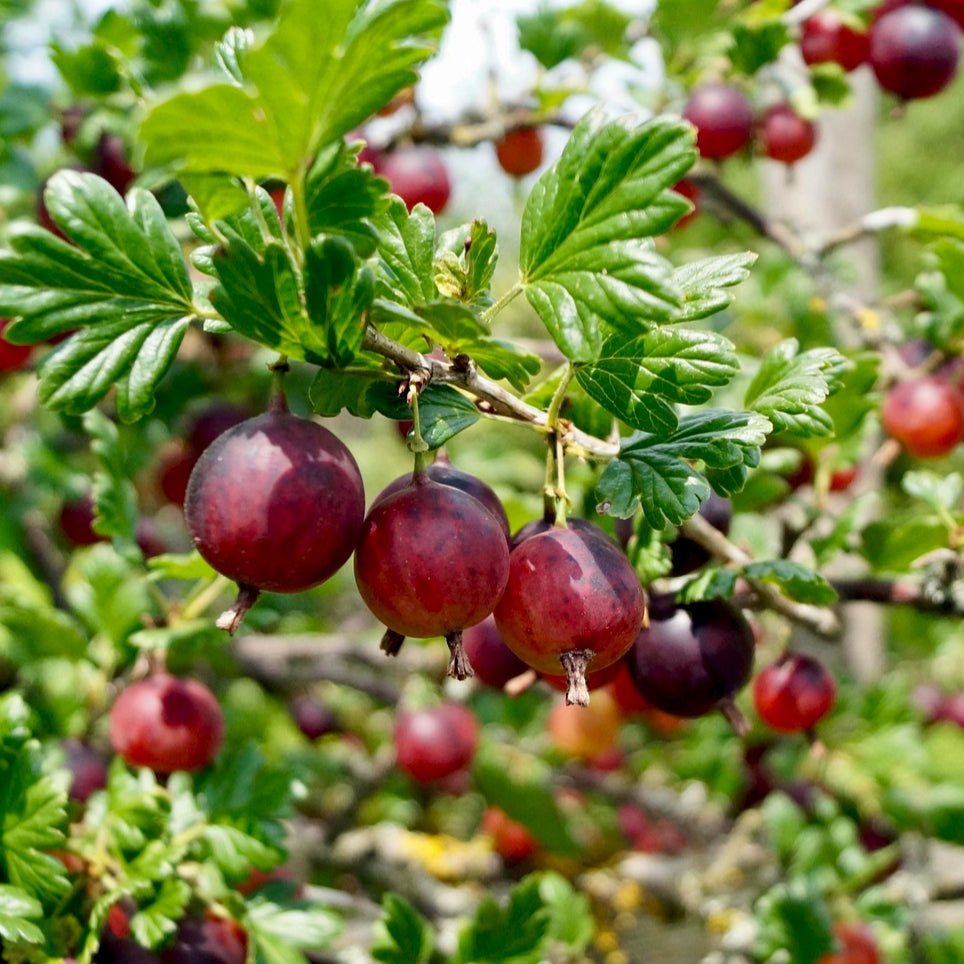 Ribes divaricatun (Worcesterberry) S001