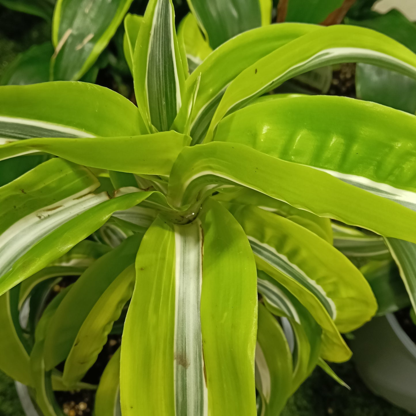 Dracaena fragrans 'Lemon Lime Surprise' (Cornstalk Dracaena)