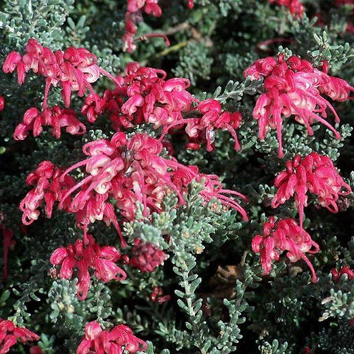 Grevillea 'Winter Delight' (Spider Flower) Pikirangi