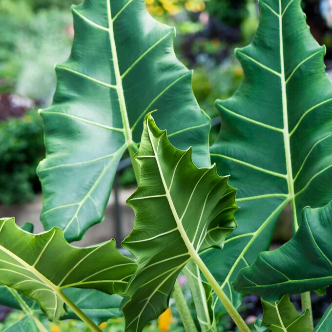 Alocasia zebrina x micholitziana 'Sarian'
