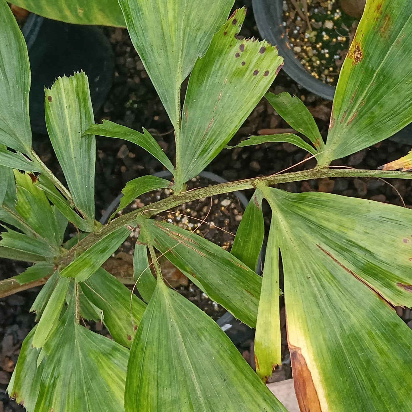 Caryota obtusa (Giant Fishtail Palm)