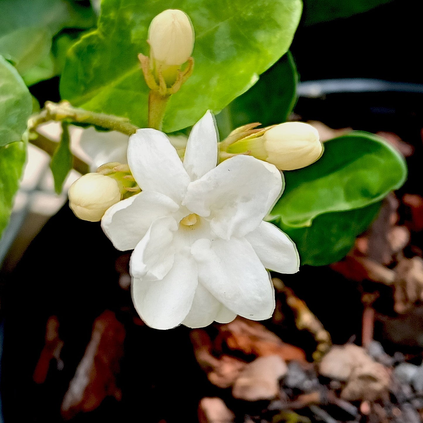 Jasminum sambac 'Maid of Orleans' (Arabian Jasmine) Pikirangi