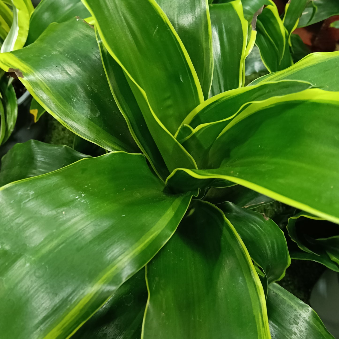 Dracaena fragrans 'Dorado' (Cornstalk Dracaena)