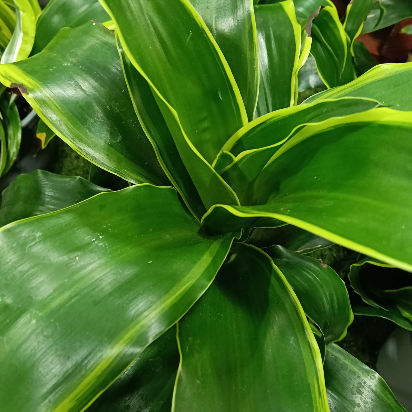 Dracaena fragrans 'Dorado' (Cornstalk Dracaena) Pikirangi Online Garden Centre
