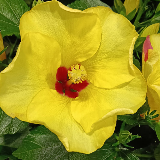 Hibiscus rosa-sinensis HibisQs® 'Adonicus Yellow'
