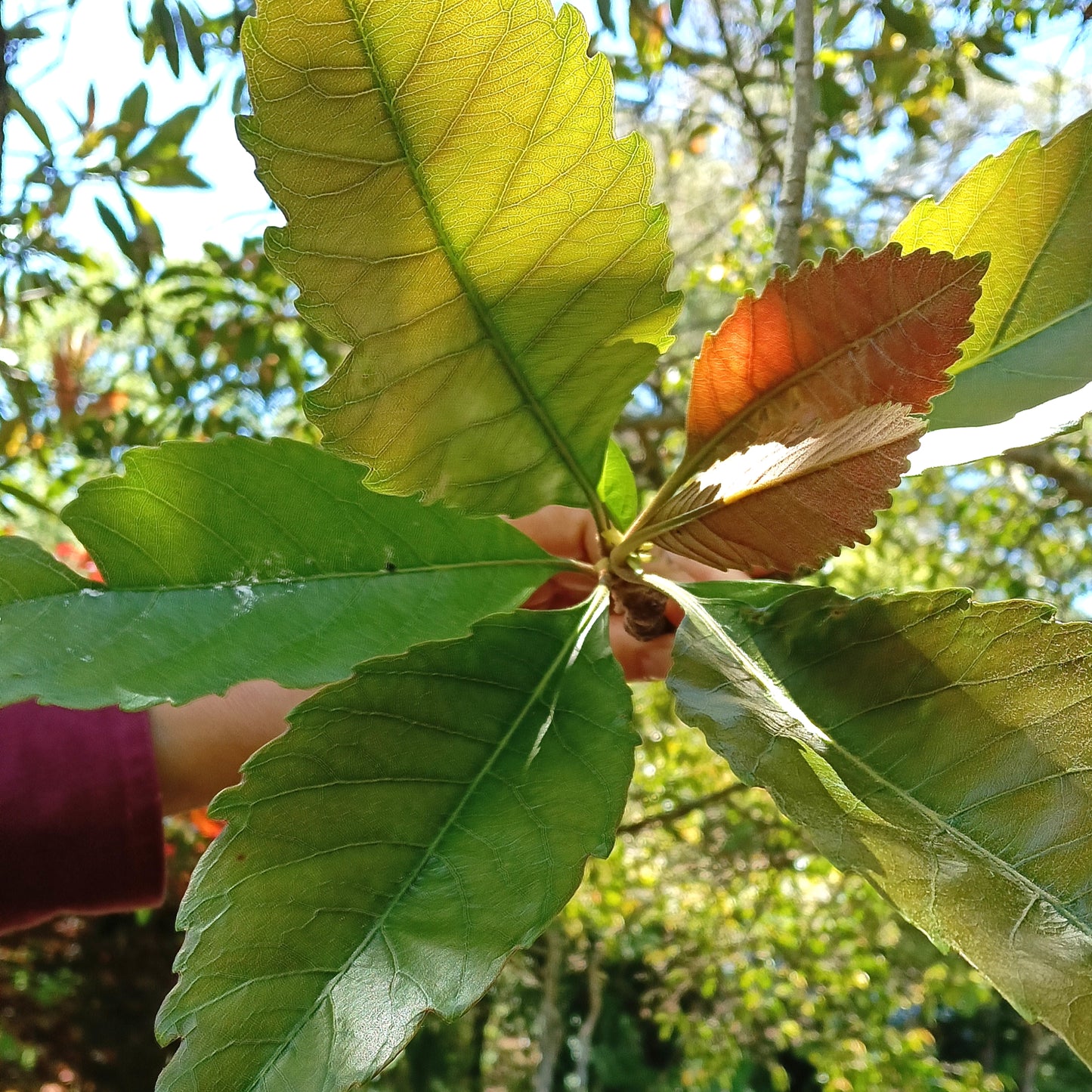 Eriobotrya deflexa (Bronze Loquat)