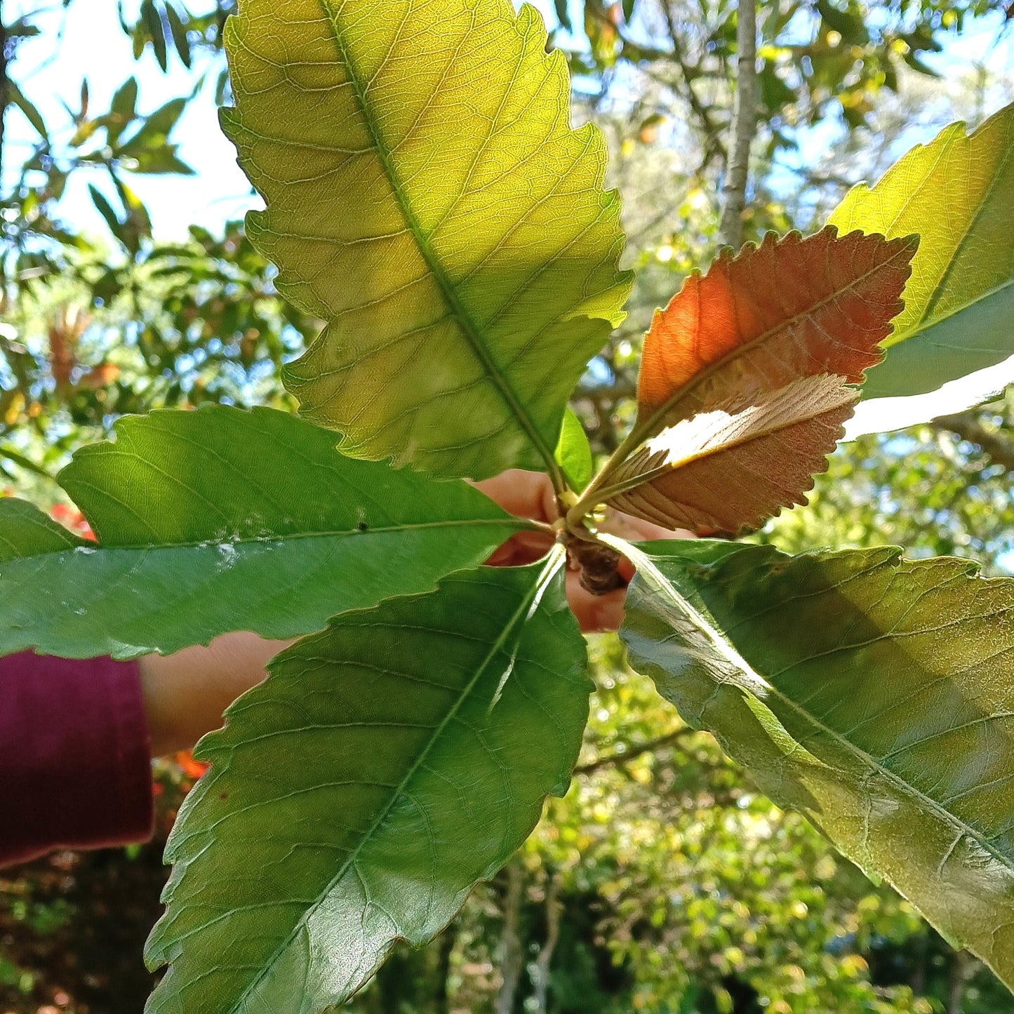 Eriobotrya deflexa (Bronze Loquat) Pikirangi