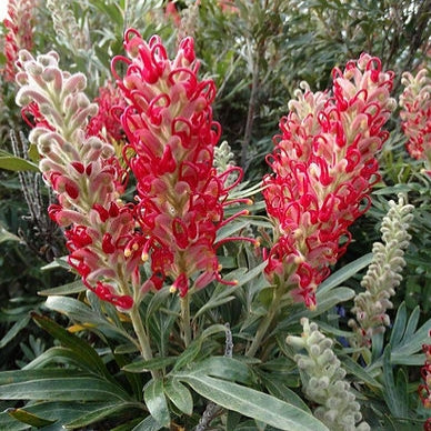Grevillea 'Crimson Candles' (Spider Flower)