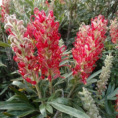 Grevillea 'Crimson Candles' (Spider Flower) Pikirangi