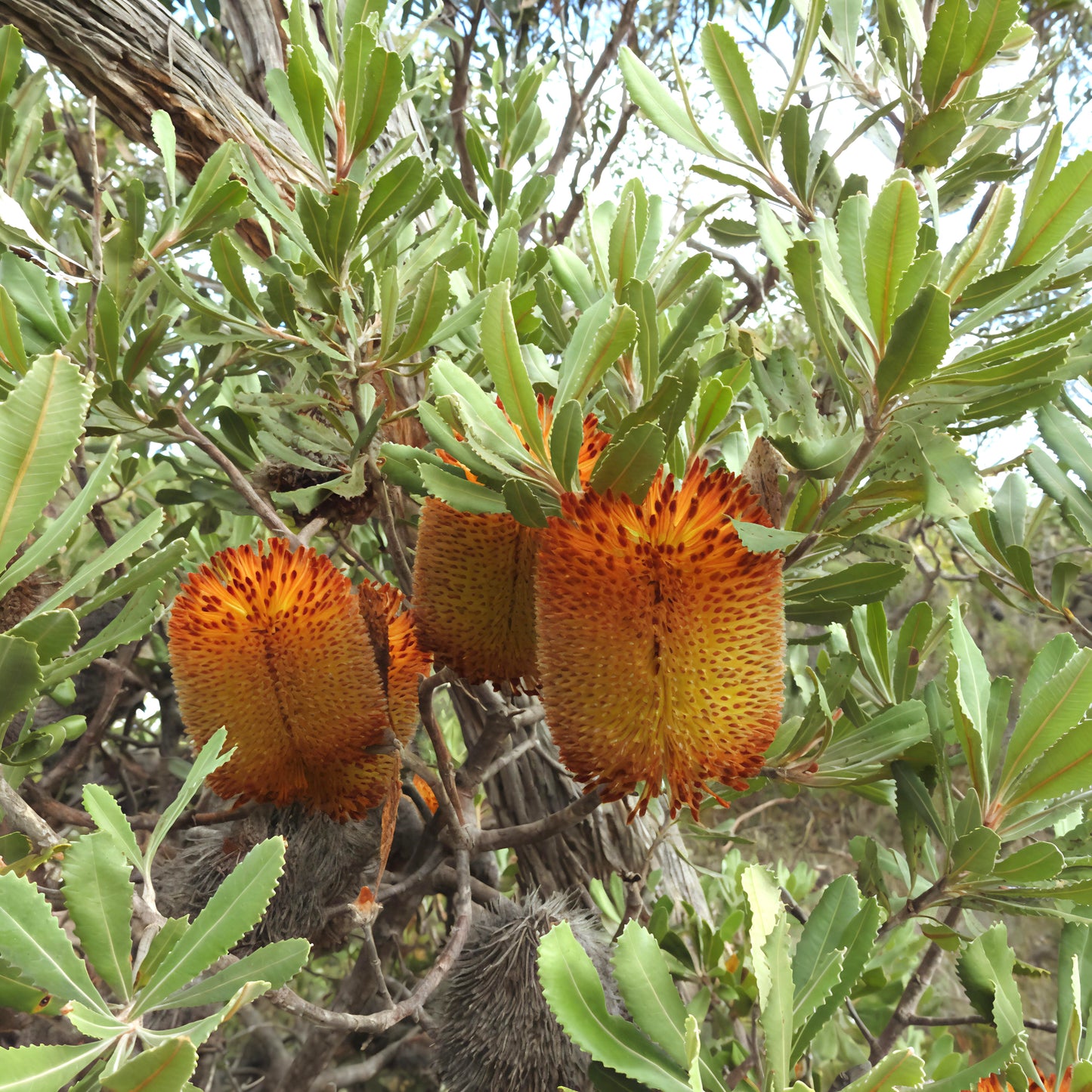 Banksia ornata 'Brown' (Desert Banksia, Yelakut) Pikirangi