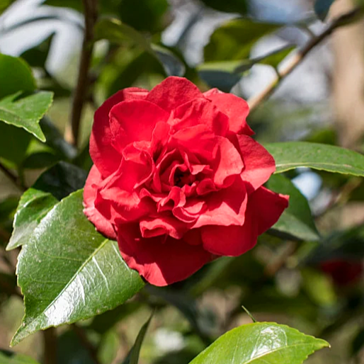 Camellia x williamsii 'Ruby Wedding' Pikirangi