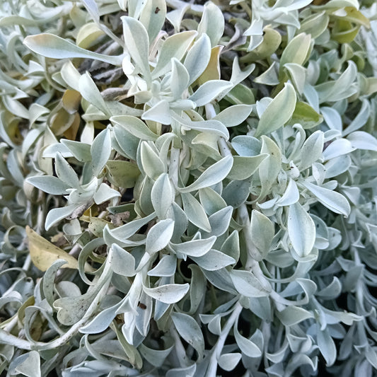 Helichrysum argyrophyllum (Golden Guinea Everlasting)
