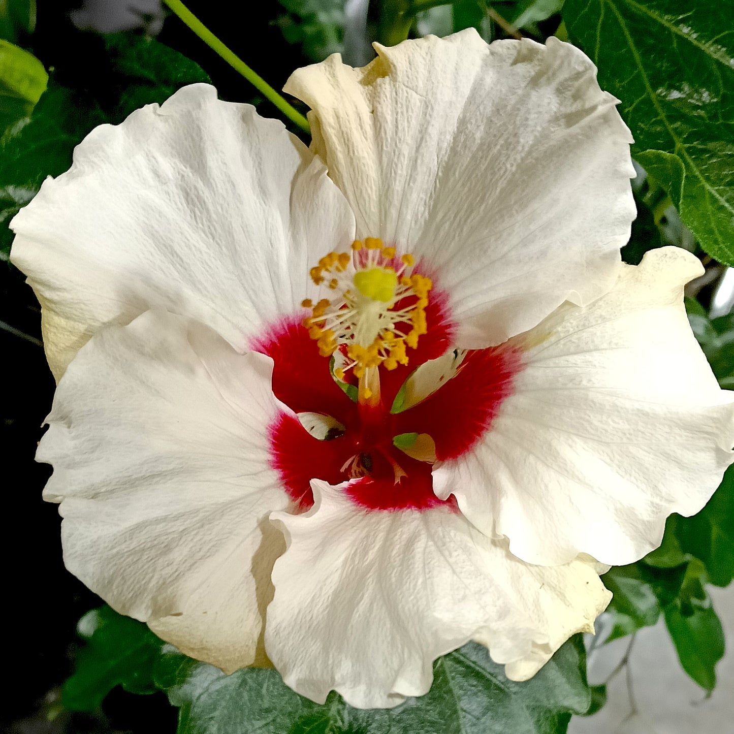 Hibiscus rosa-sinensis HibisQs® LongiFlora™ 'Boreas White'