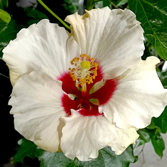 Hibiscus rosa-sinensis HibisQs® LongiFlora™ 'Boreas White'