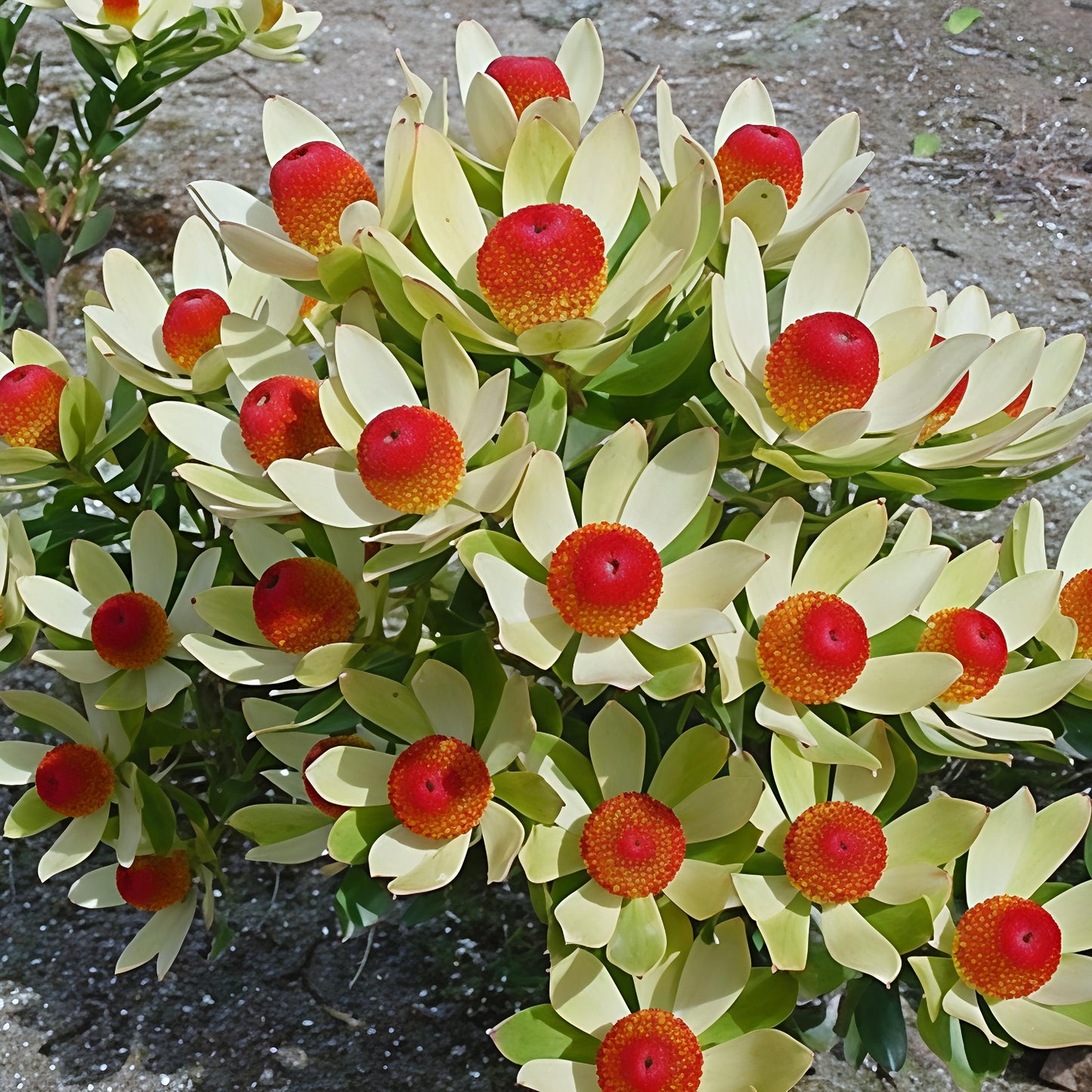 Leucadendron 'Bon Bon' (Conebush)