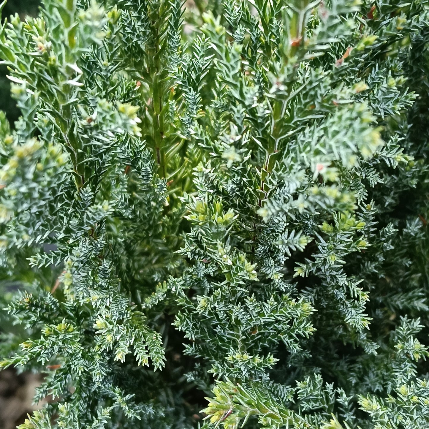 Chamaecyparis lawsoniana 'Blue Gem' (Port Orford Cedar)