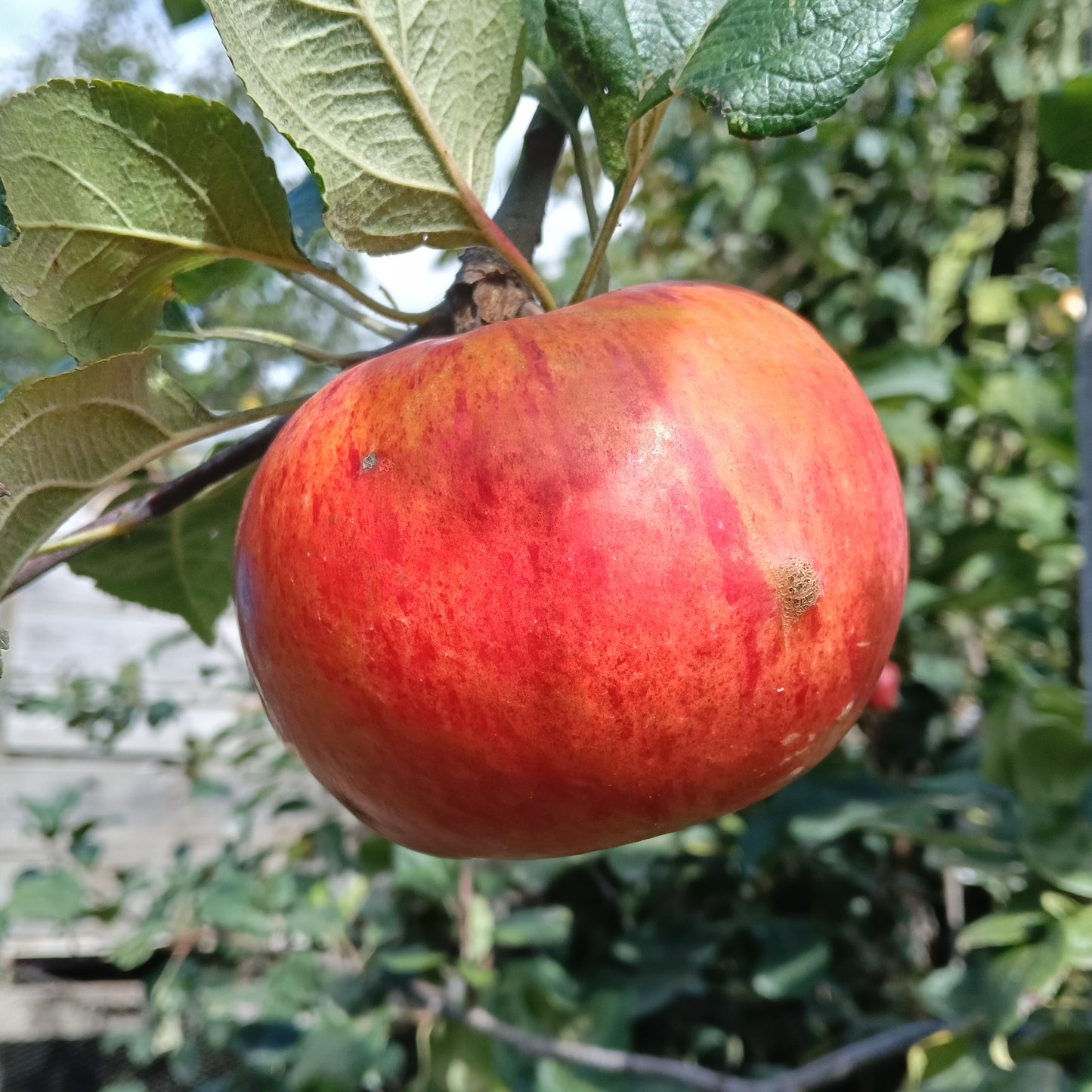 Malus domestica 'Peasgood's Nonsuch' MM106 (Apple)