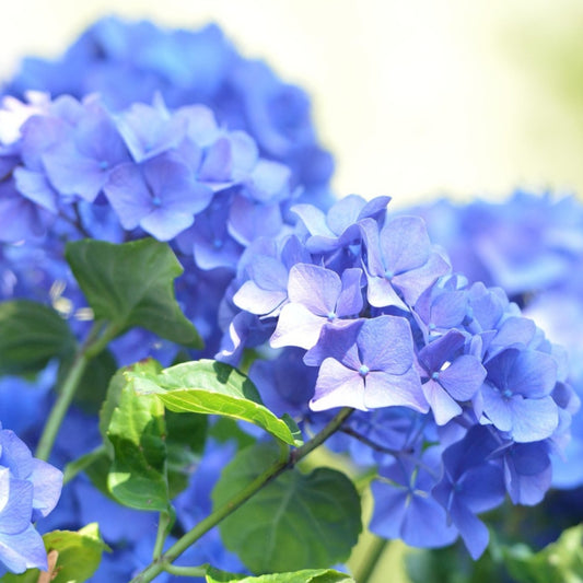 Hydrangea macrophylla 'Renate Steiniger'