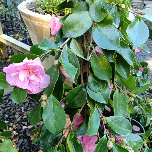 Camellia sasanqua 'Marge Miller'
