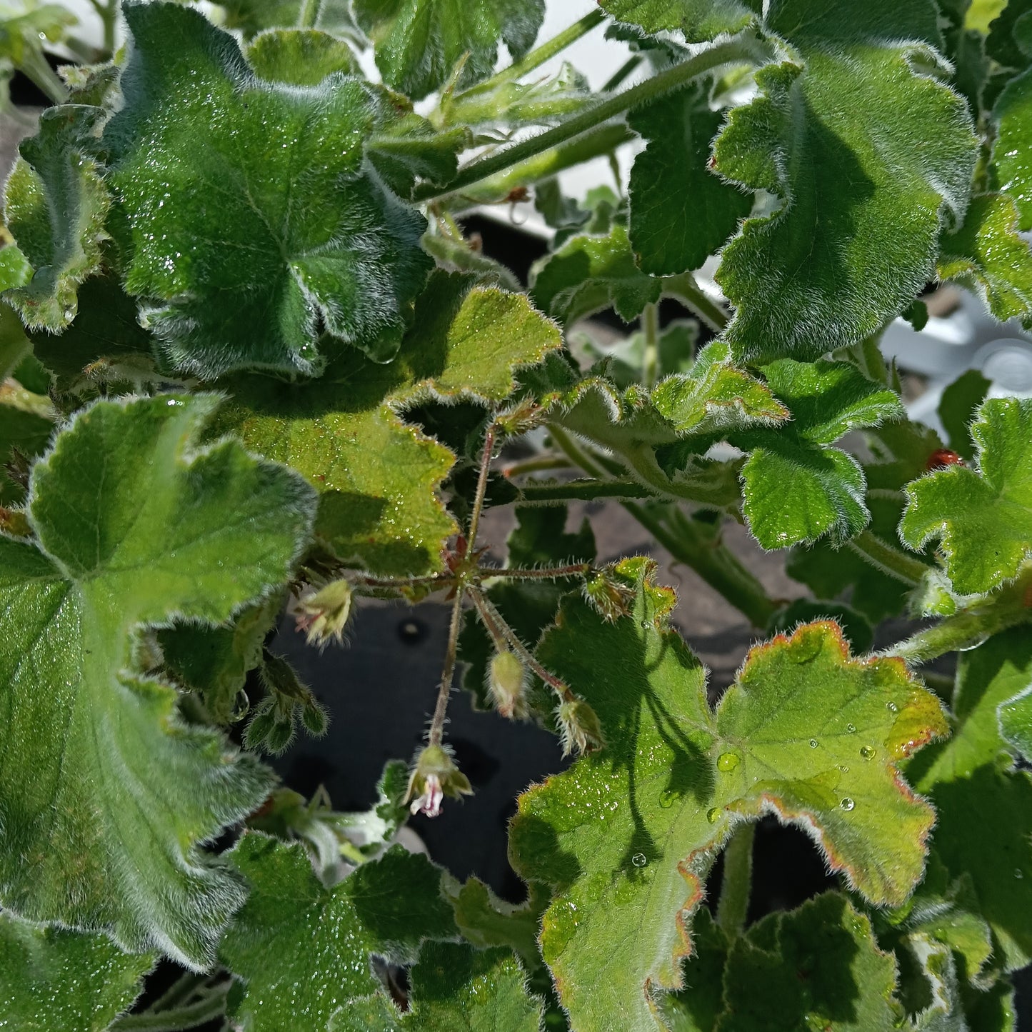 Pelargonium tomentosum (Peppermint Geranium)
