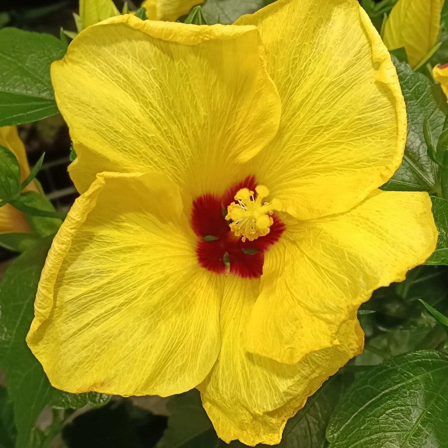 Hibiscus x rosa-sinensis HibisQs® 'Adonicus Yellow' Pikirangi