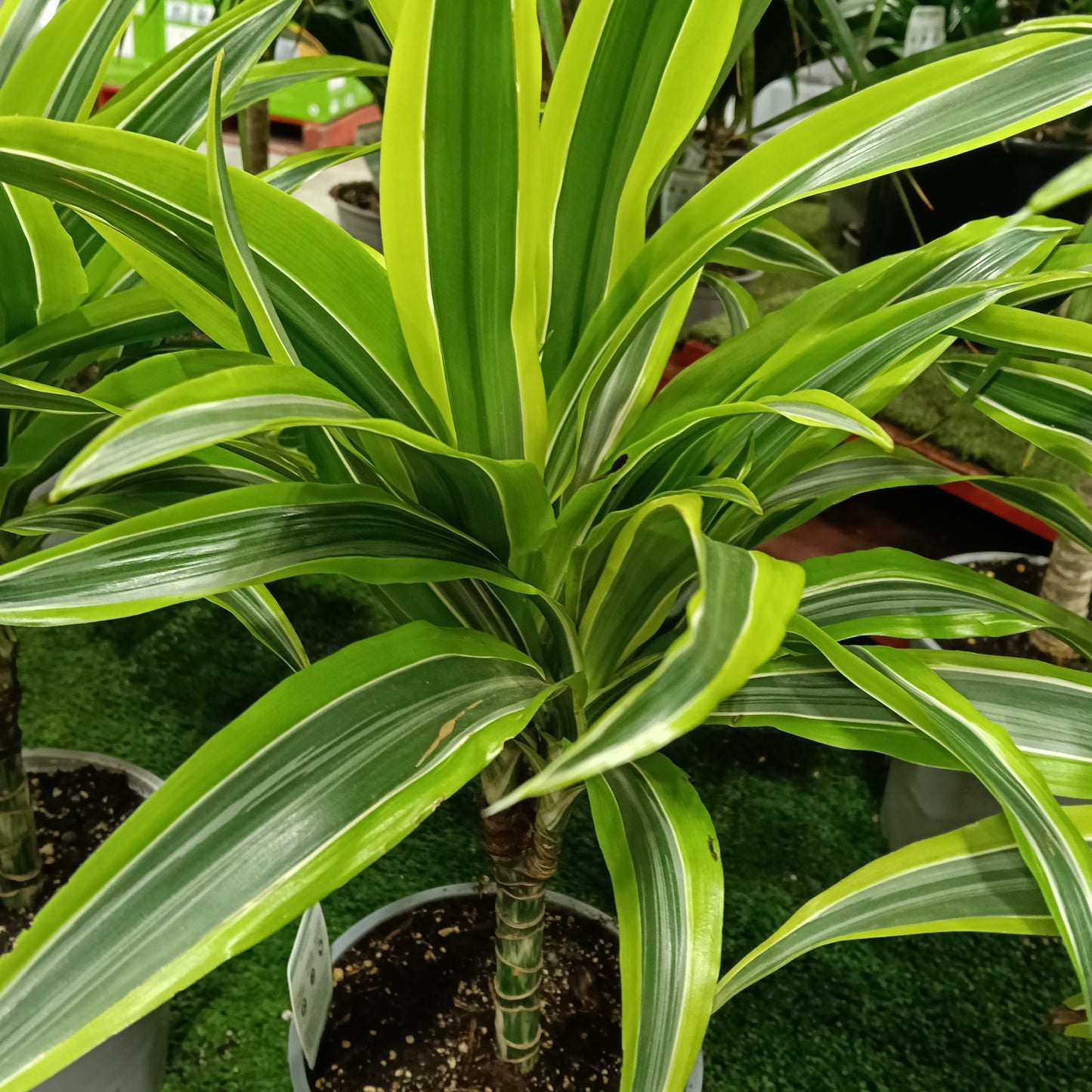 Dracaena fragrans 'Song of India' (Cornstalk Dracaena)