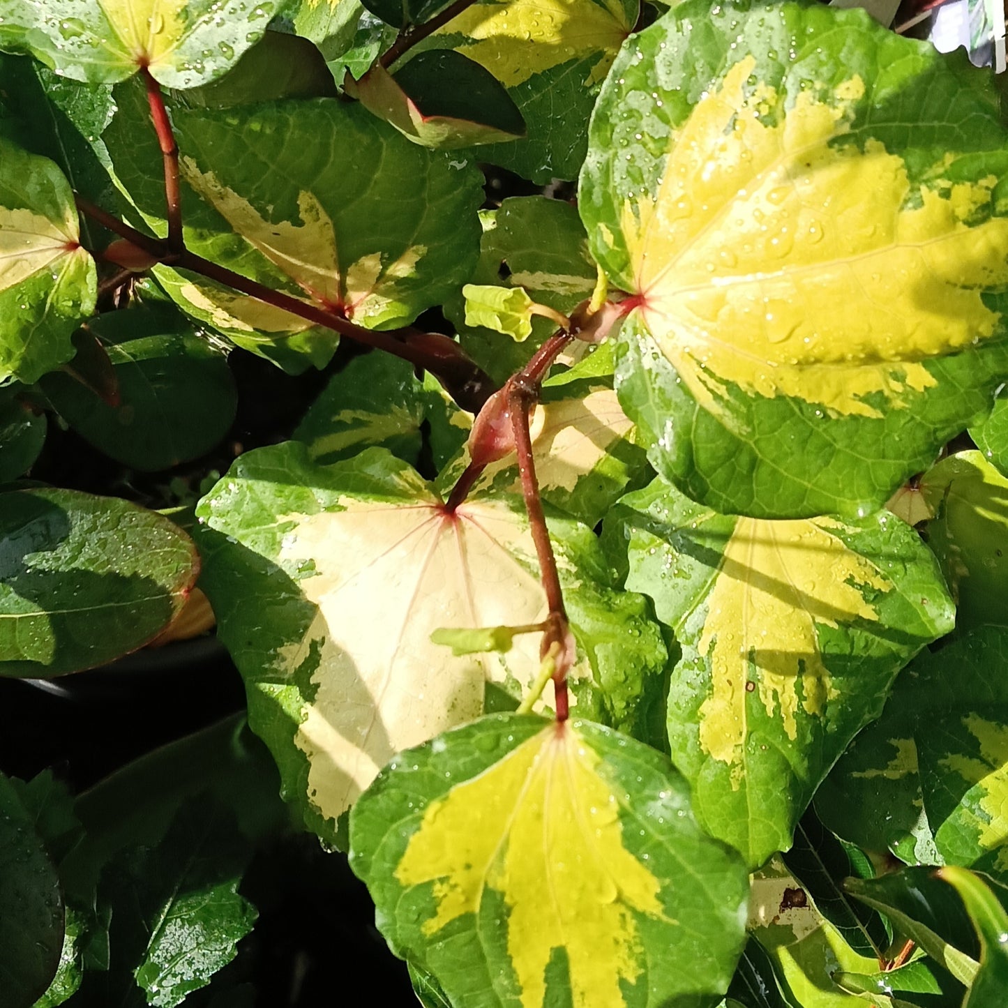 Piper excelsum 'Golden Heart' (Kawakawa)