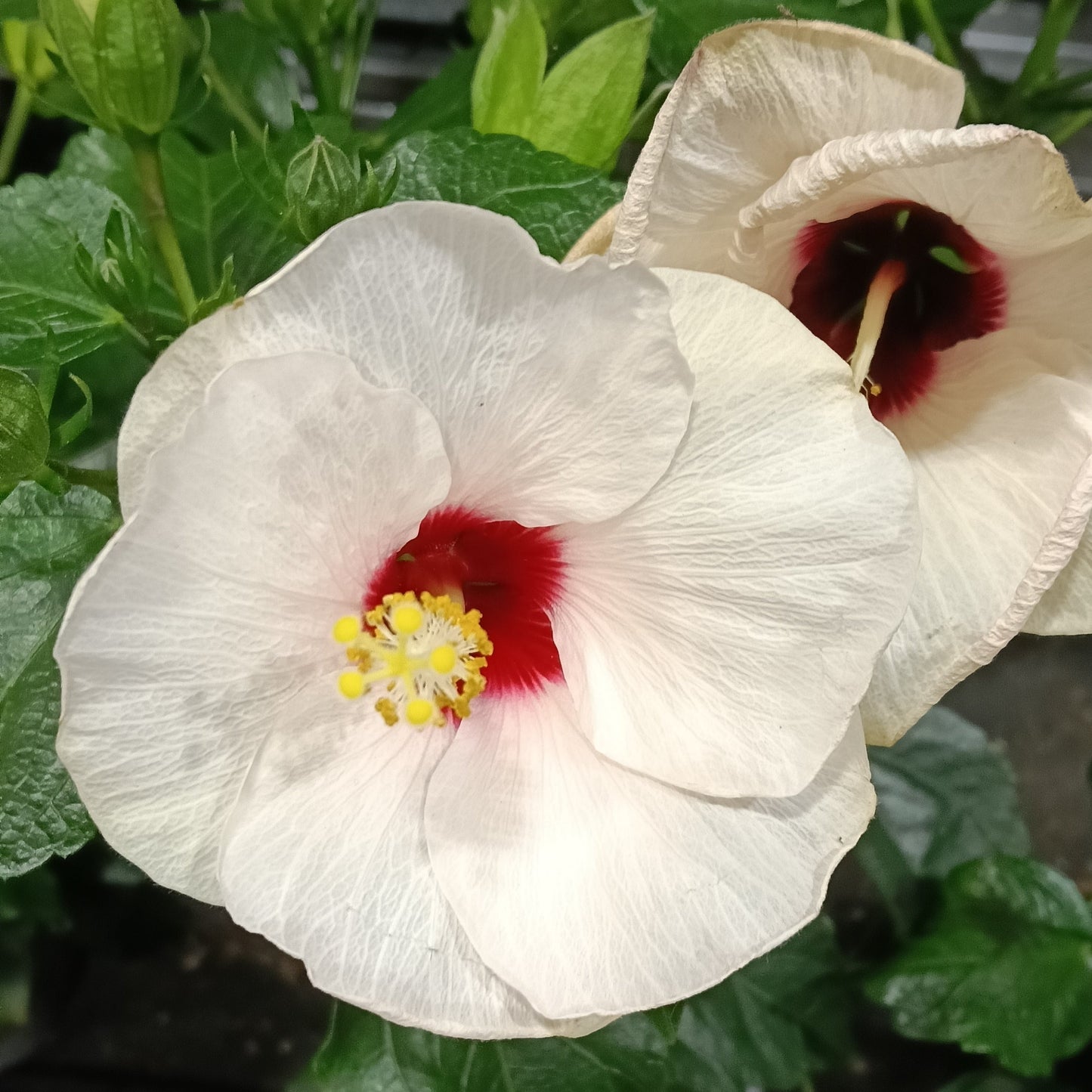 Hibiscus x rosa-sinensis HibisQs® 'Adonicus Pearl' Pikirangi