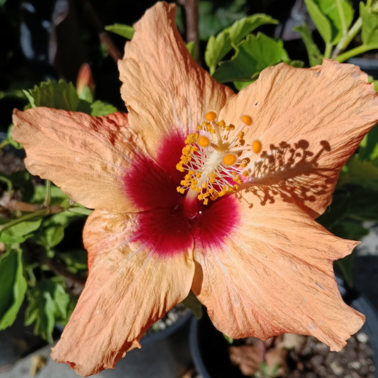 Hibiscus rosa-sinensis 'Tropical Peach' (Peach Hibiscus)