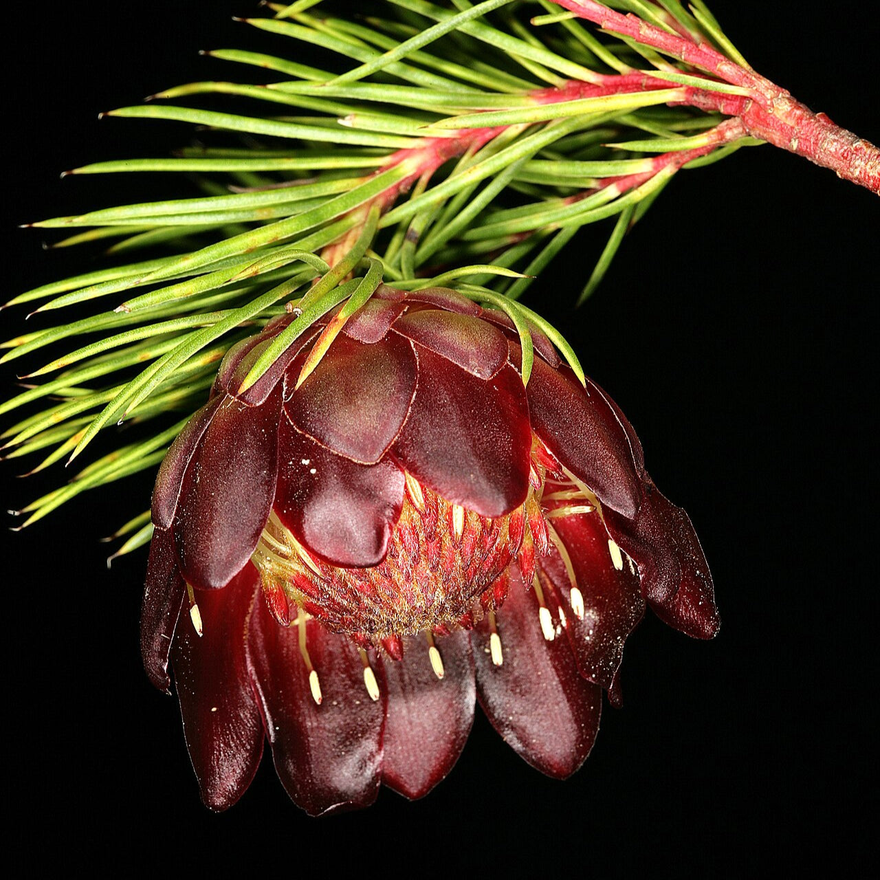 Protea nana (Mountain Rose) S009