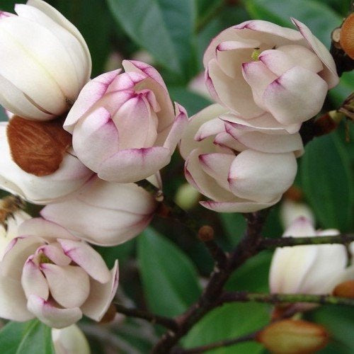 Magnolia x foggii 'Mixed Up Miss' S002