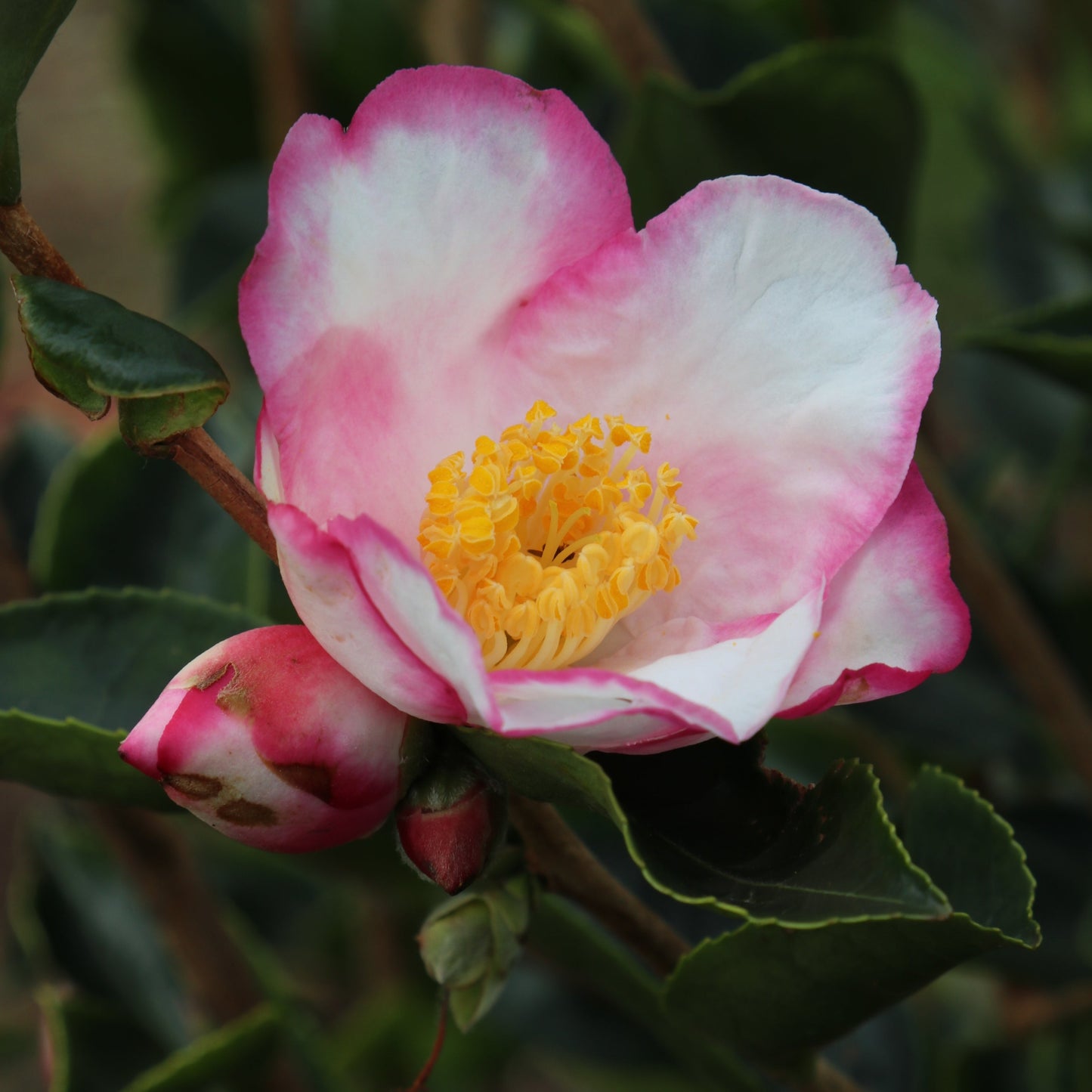 Camellia sasanqua x fraterna 'Yoimachi' Pikirangi