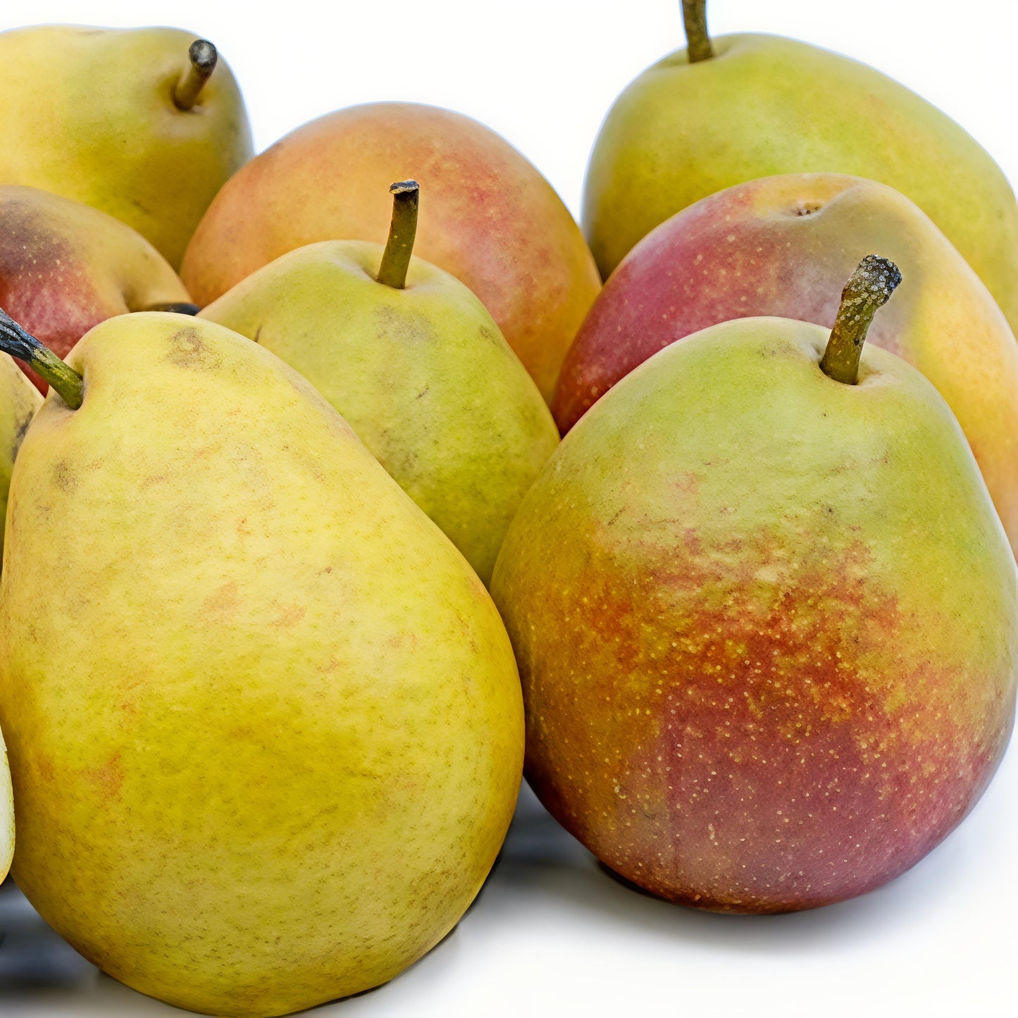 Pyrus communis 'Belle du Jumet' (Sugar Pear) Pikirangi