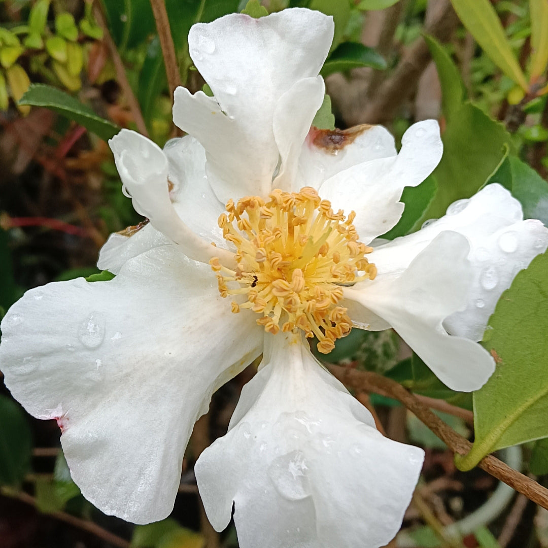 Camellia sasanqua 'Setsugekka'