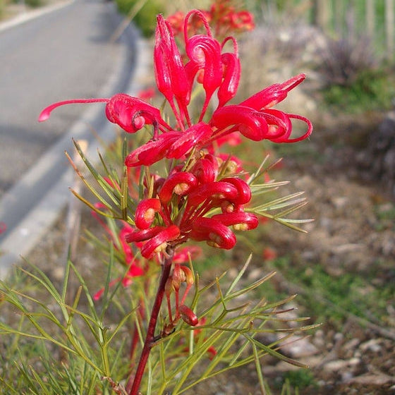Grevillea 'Bon Accord' (Spider Flower) Pikirangi