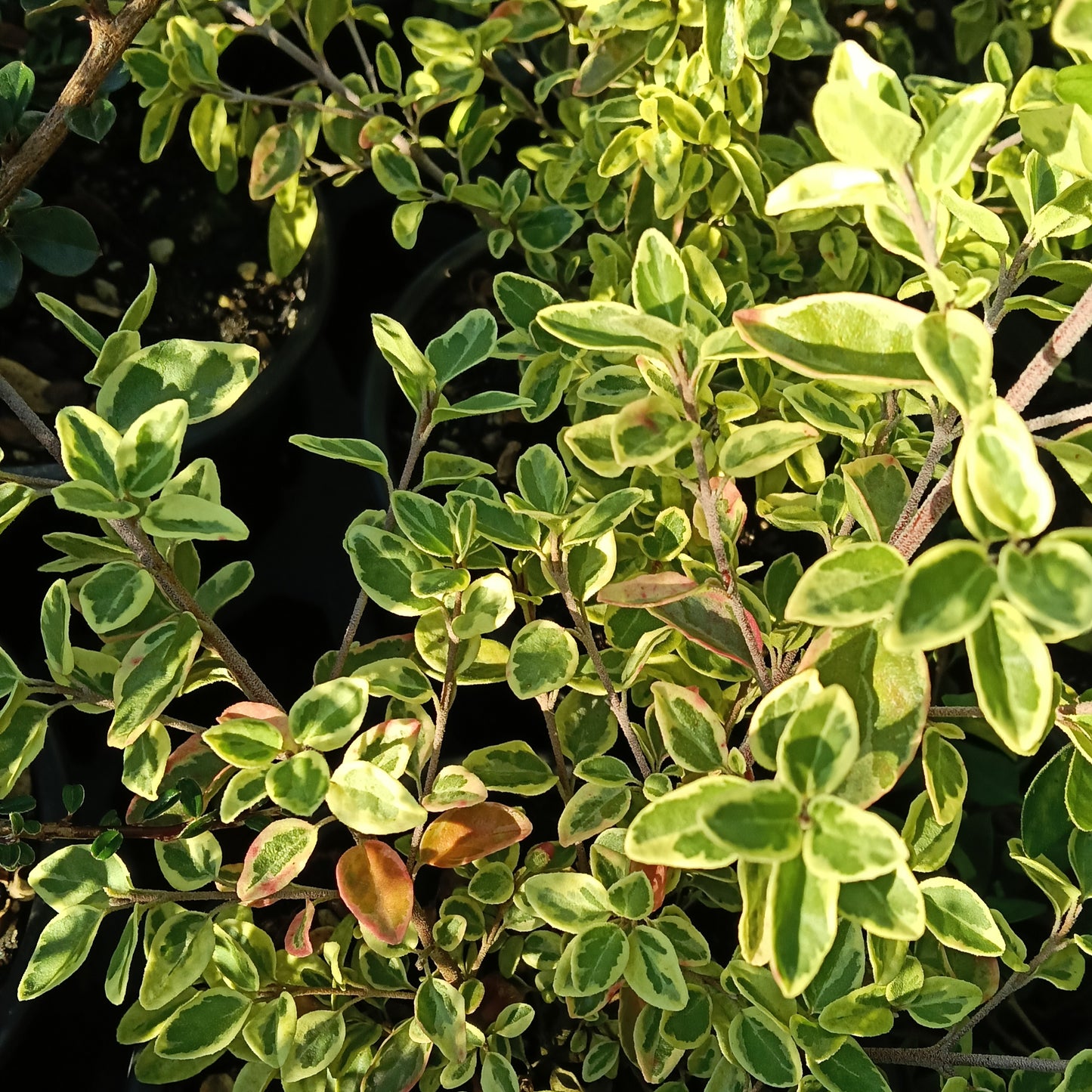 Correa 'Wyn's Wonder' (Australian Fuchsia)